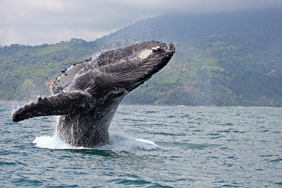 Whale in Marino Ballena National Park, Costa Rica