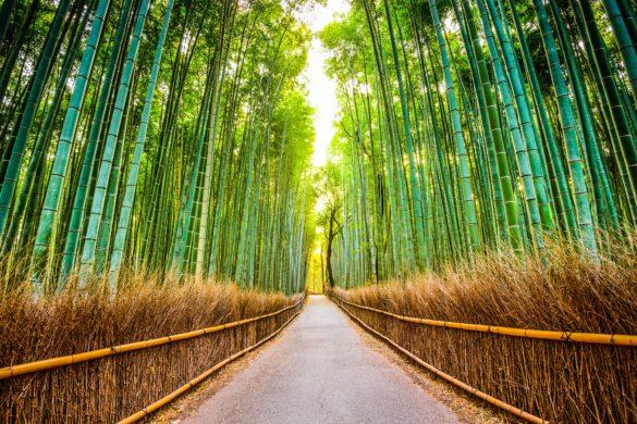 Dreamy Bamboo Forest in Japan