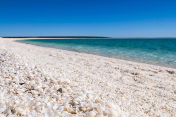 extraordinary beaches shell beach australia