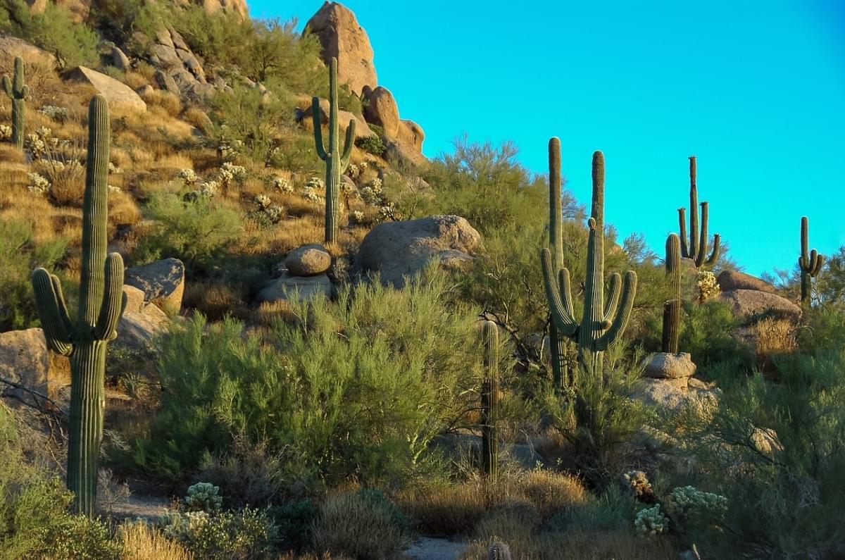 Phoenix, Arizona: where is it, when to go and what to see